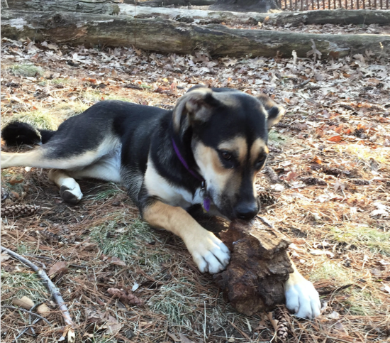 Enable images to see a picture of my dog, Luna.